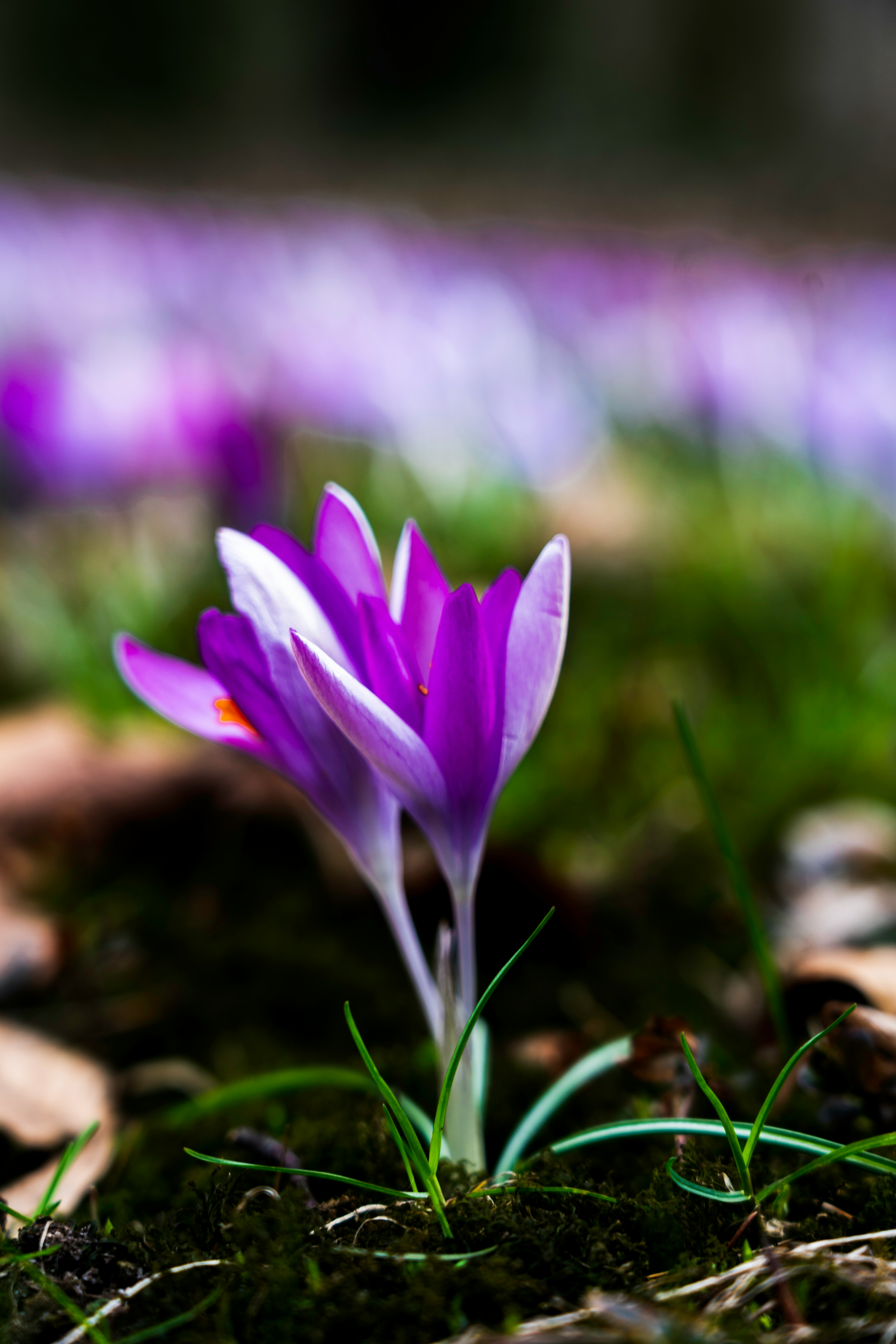 purple crocus flower in bloom during daytime